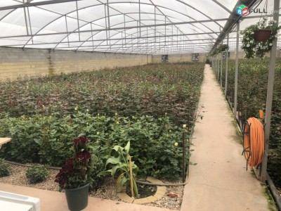Greenhouses. Ջերմոցներ