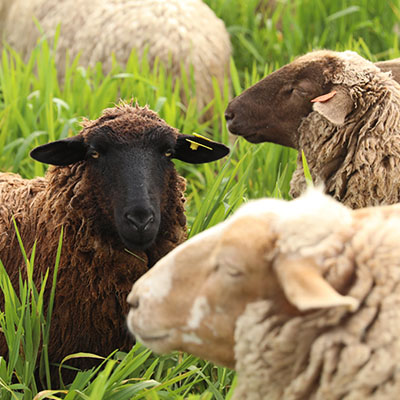 Support my family to buy livestock