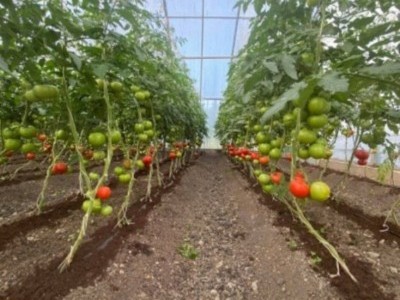 Solar-Powered Greenhouse