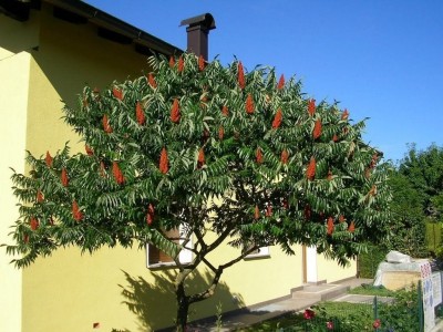 Exotic trees & plants