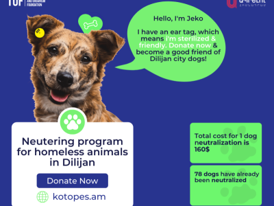 Dilijan Stray dogs neutering program