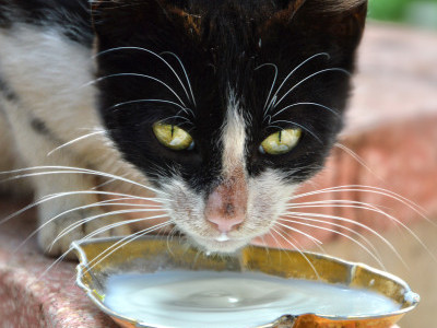 Purrfect Tales: Rescuing Stray Cats, Creating Forever Stories