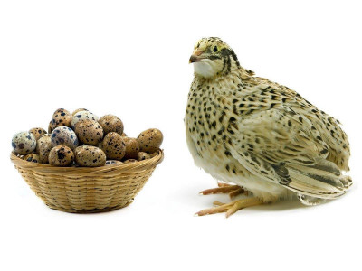 Help to start Quail Farm and let’s share the success