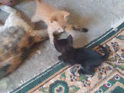 cat shelter