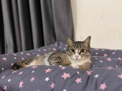 Help Me Reunite with My Family and 6 Cats